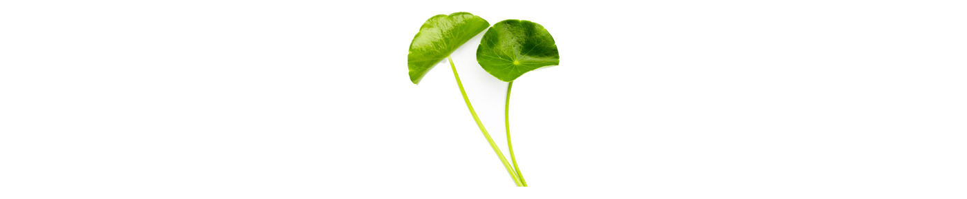 TECA™ Centella Extract