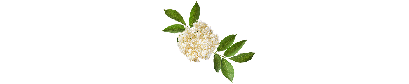 Elderflower