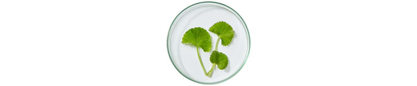 Centella extract