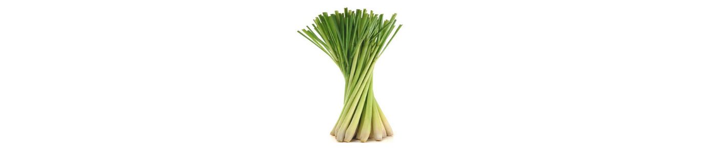 Lemongrass