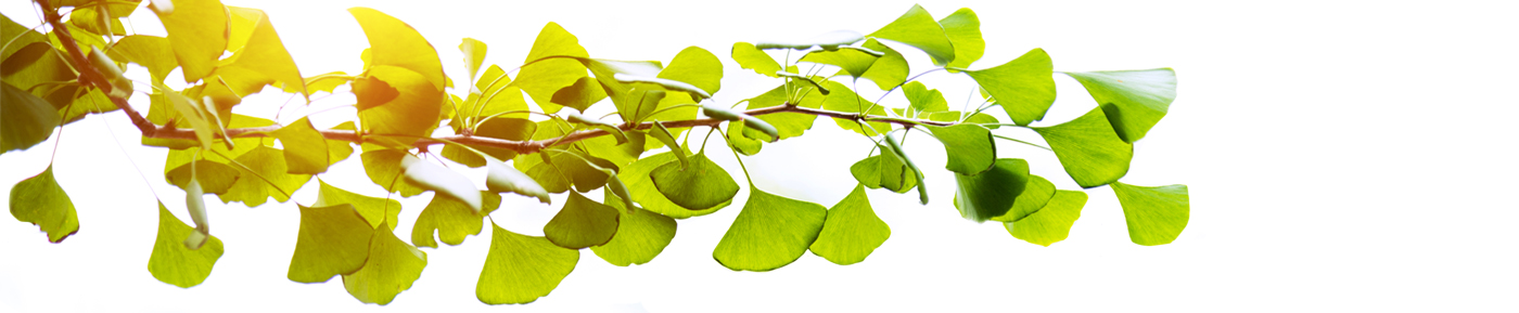 Ginkgo Biloba extract