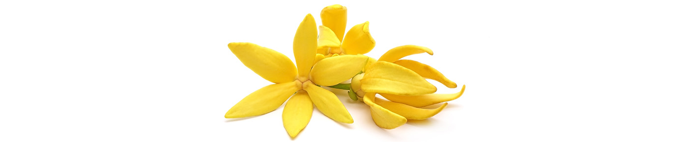 Ylang ylang essential oil