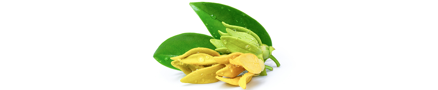 Ylang ylang essential oil