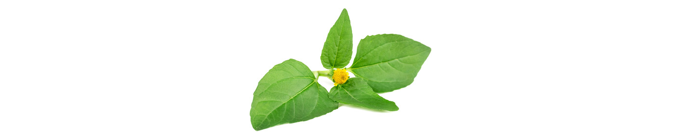 Acmella Extract