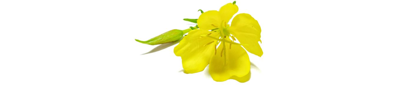 Evening primrose