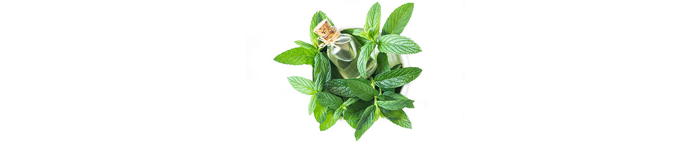 Mint essential oil