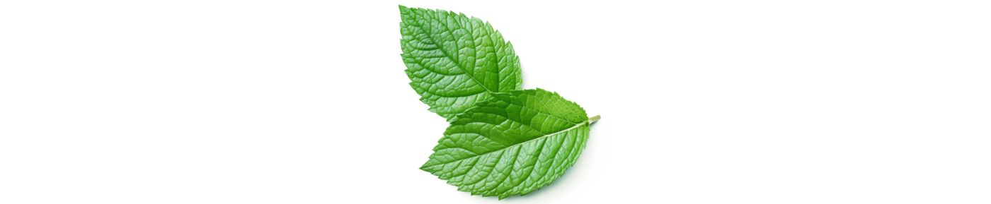 Mint essential oil