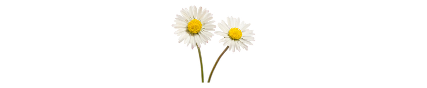 Daisy Flower Extract