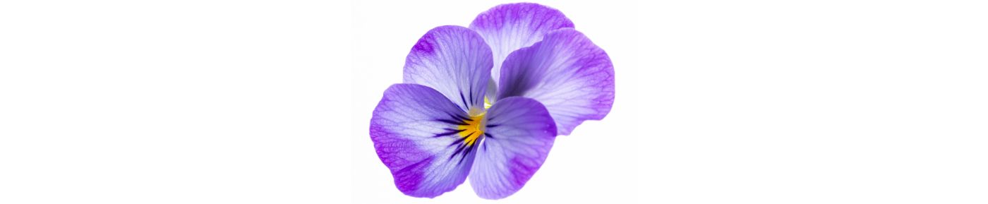 Wild Pansy