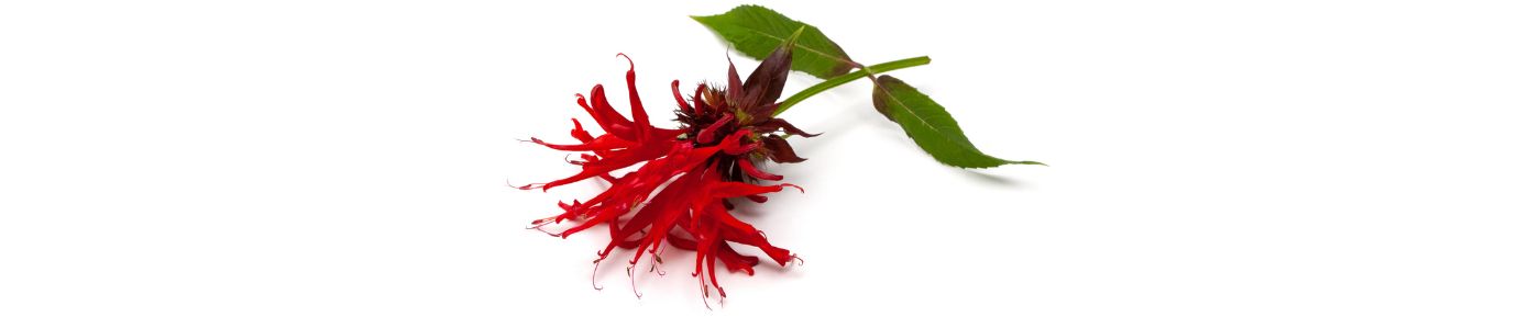 Red bee balm